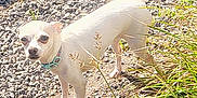 Daisy is registered to the contest to win money with this photo: dog, small_dog, white_dog, outdoor, gravel, greenery, plants, grass, sunlight, pet, collar, curious, alert, nature, daylight, animal, standing, canine, ears, tail