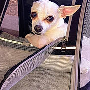 Daisy is registered to the contest to win money with this photo: dog, chihuahua, pet_carrier, mesh, zipper, white_fur, small_dog, animal, cute, ears, looking, close_up, indoor, travel, resting, face, pet, canine, fur, portrait