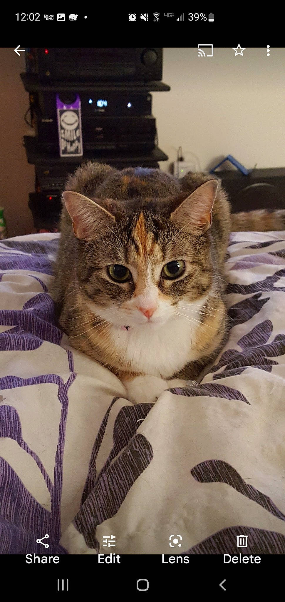 Diamond joined the competition — help win amazing prizes! box, carnivore, cat, claw, comfort, domestic_short_haired_cat, door, felidae, fur, iris, paw, photo_caption, plant, small_to_medium_sized_cats, snout, tree, whiskers, window