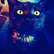 Carl joined the competition — help win amazing prizes! cat, black_cat, close_up, yellow_eyes, animal, pet, whiskers, fur, face, portrait, indoor, moody_lighting, mysterious, feline, eye_contact, dark_background, animal_portrait, domestic_cat, closeup, looking