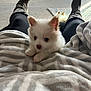 Bella is registered to the contest to win money with this photo: puppy, dog, blanket, legs, boots, carpet, indoor, fur, cute, animal, pet, cozy, relaxing, soft, small, white, toy, home, comfort, resting