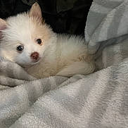 Bella joined the competition — help win amazing prizes! puppy, dog, white_puppy, fluffy, cute, pet, cozy, blanket, soft_texture, resting, young_dog, animal, indoor, comfort, fur, small_dog, sleepy, closeup, adorable, relaxing