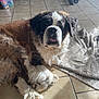 Lancelot participe au concours pour gagner de l'argent avec cette photo : animal, blanket, cozy, dog, floor, fur, home, indoor, large_dog, muzzle, paw, pet, relaxed, resting, saint_bernard, sunlight, tile_floor, tongue_out, toys, weight_equipment