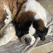 Lancelot participe au concours pour gagner de l'argent avec cette photo : animal, blanket, canine, cozy, cute, dog, domestic_animal, floor, fur, home, indoor, large_dog, laying_down, mammal, pet, relaxed, resting, saint_bernard, sleeping, tile_floor