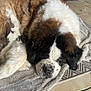 animal, blanket, canine, cozy, cute, dog, domestic_animal, floor, fur, home, indoor, large_dog, laying_down, mammal, pet, relaxed, resting, saint_bernard, sleeping, tile_floor