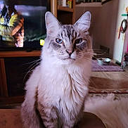 Stìnkie joined the competition — help win amazing prizes! animal, blurred_background, cat, cushion, domestic_cat, ears, eyes, face, feline, fluffy, fur, home, indoor, living_room, mammal, pet, portrait, sitting, television, whiskers