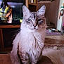 animal, blurred_background, cat, cushion, domestic_cat, ears, eyes, face, feline, fluffy, fur, home, indoor, living_room, mammal, pet, portrait, sitting, television, whiskers