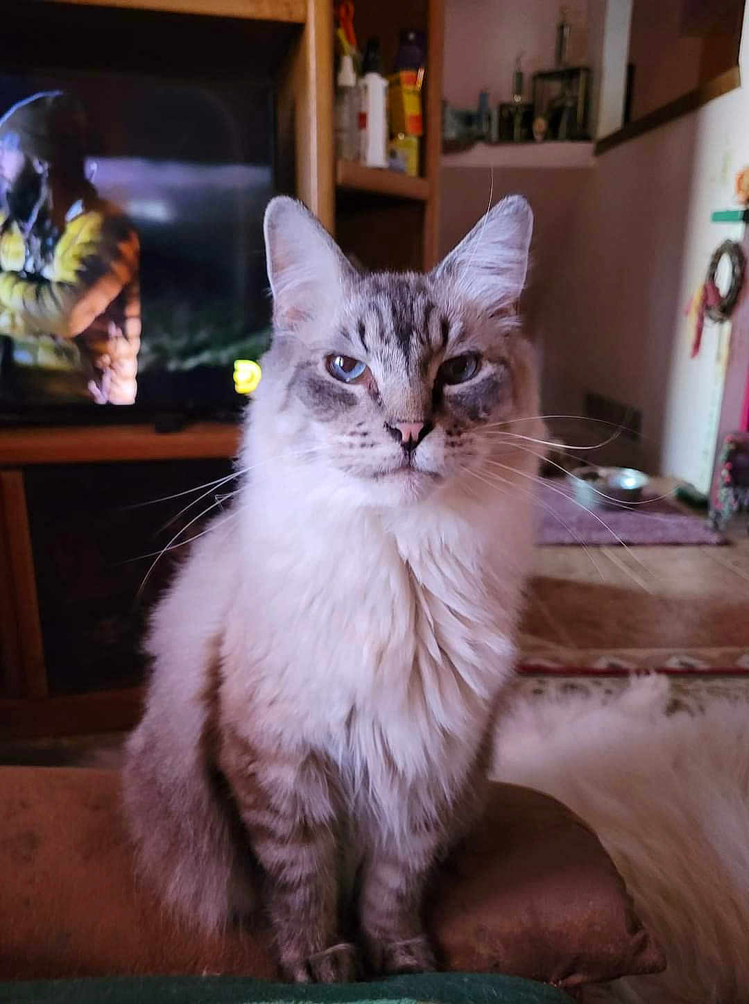 Stìnkie joined the competition — help win amazing prizes! animal, blurred_background, cat, cushion, domestic_cat, ears, eyes, face, feline, fluffy, fur, home, indoor, living_room, mammal, pet, portrait, sitting, television, whiskers