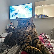 Astro Bolillo is registered to the contest to win money with this photo: cat, tabby_cat, indoor, blanket, cozy, stretching, feline, pet, fur, whiskers, living_room, television, home, relaxing, soft_light, sleepy, collar, couch, comfort, close_up