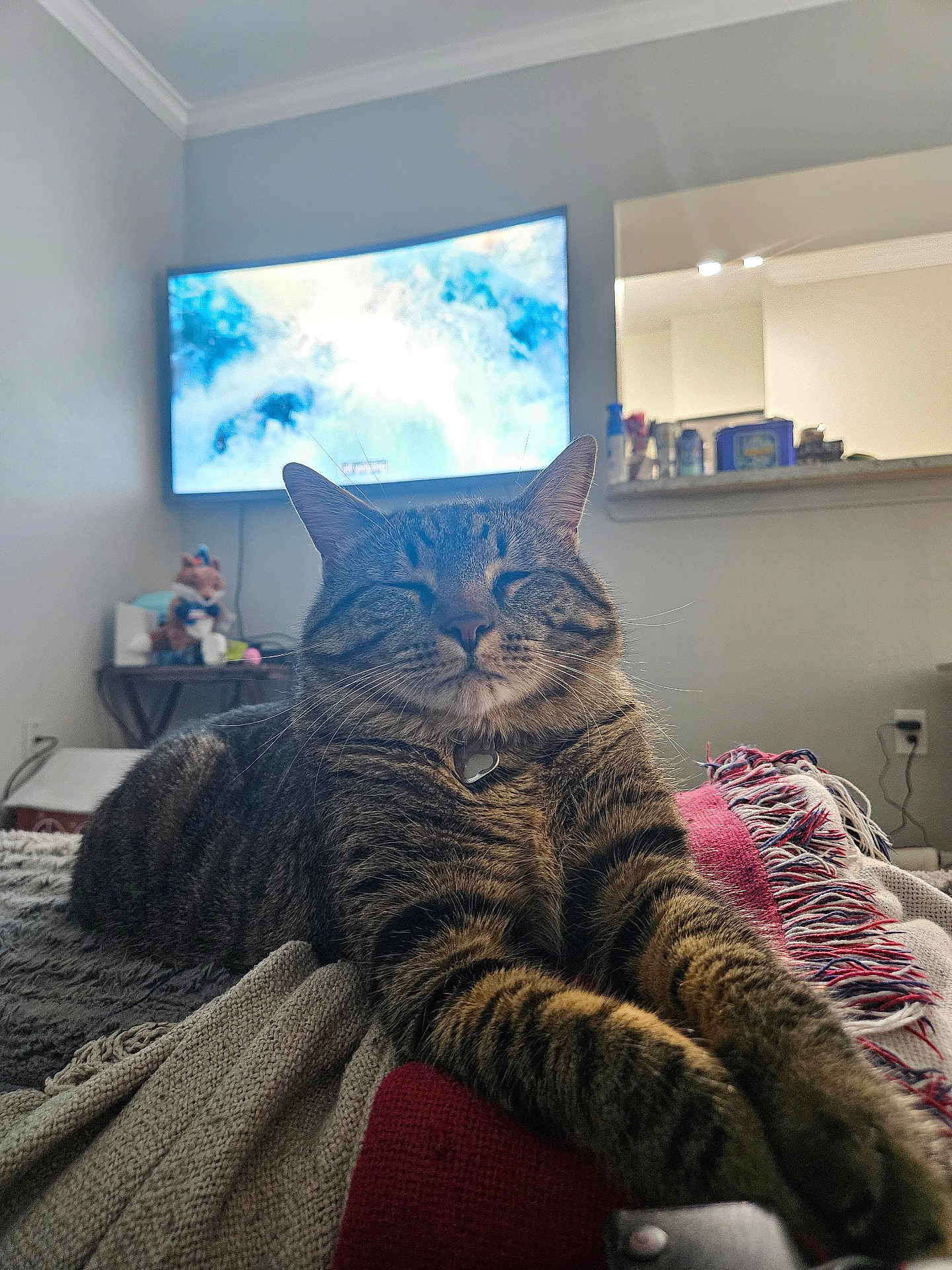 Astro Bolillo is registered to the contest to win money with this photo: cat, tabby_cat, indoor, blanket, cozy, stretching, feline, pet, fur, whiskers, living_room, television, home, relaxing, soft_light, sleepy, collar, couch, comfort, close_up