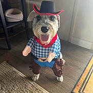 Lucy joined the competition — help win amazing prizes! dog, costume, cowboy, hat, bandana, indoor, floor, wooden_floor, carpet, checkered_shirt, pet, animal, cute, funny, standing, decor, home, toy, fake_arms, smiling