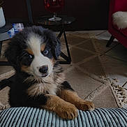 Atos participe au concours pour gagner de l'argent avec cette photo : puppy, dog, bernese_mountain_dog, indoor, living_room, cushion, carpet, table, glass, red_chair, paws, fur, cute, pet, animal, cozy, curious, floor, home, furniture