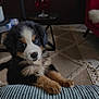 puppy, dog, bernese_mountain_dog, indoor, living_room, cushion, carpet, table, glass, red_chair, paws, fur, cute, pet, animal, cozy, curious, floor, home, furniture