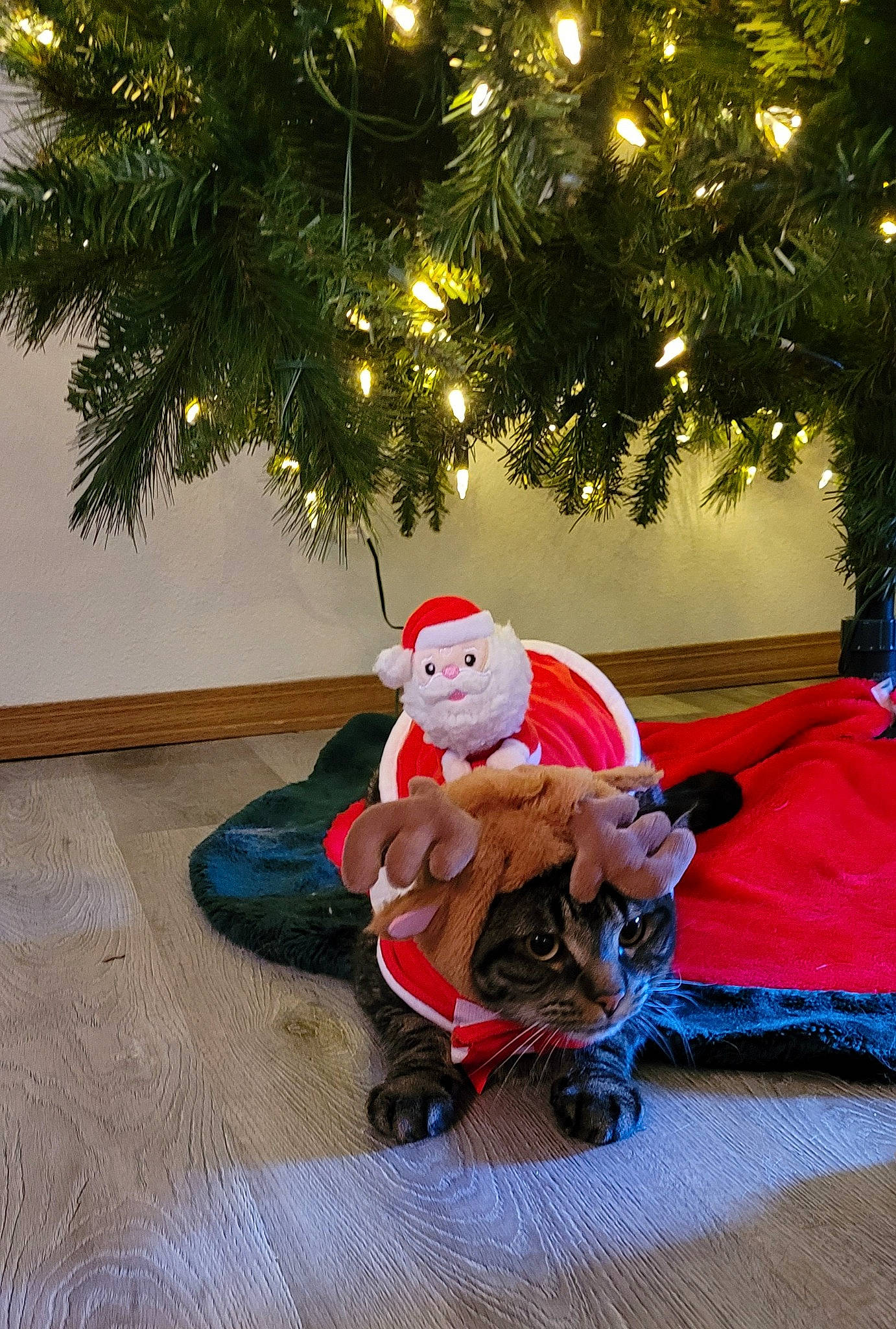 Louie joined the competition — help win amazing prizes! christmas, christmas_decoration, christmas_eve, christmas_ornament, christmas_tree, conifer, event, evergreen, fictional_character, happy, hat, holiday, holiday_ornament, lap, ornament, santa_claus, toy, tradition, tree, wood