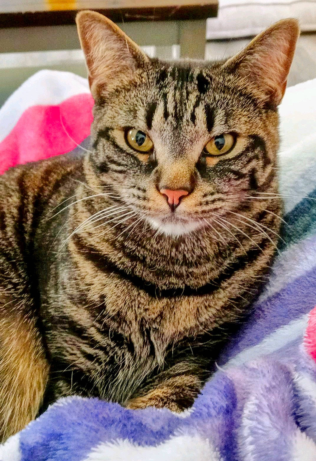 Louie is registered to the contest to win money with this photo: art, carnivore, cat, domestic_short_haired_cat, felidae, fur, small_to_medium_sized_cats, snout, terrestrial_animal, whiskers, wildlife