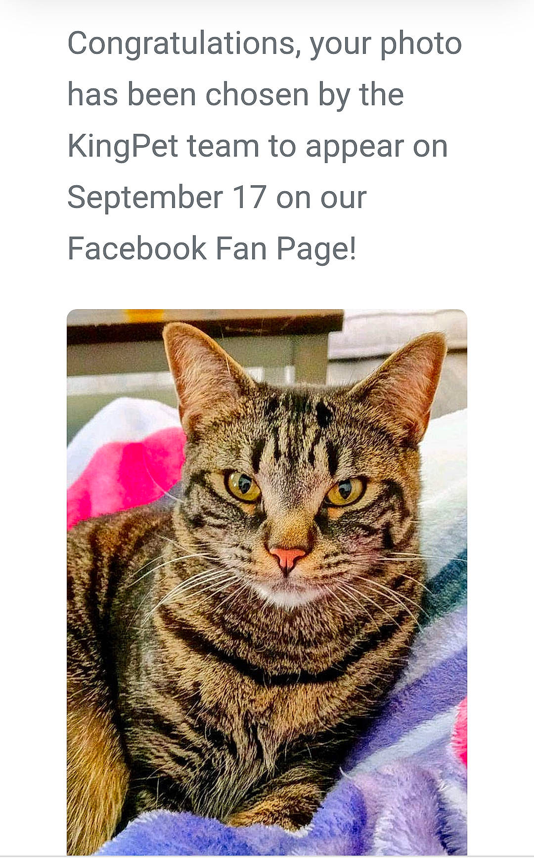 Louie joined the competition — help win amazing prizes! art, carnivore, cat, felidae, font, fur, internet_meme, mammal, organism, photo_caption, rectangle, screenshot, sitting, small_to_medium_sized_cats, snout, terrestrial_animal, terrestrial_plant, vertebrate, whiskers, wildlife