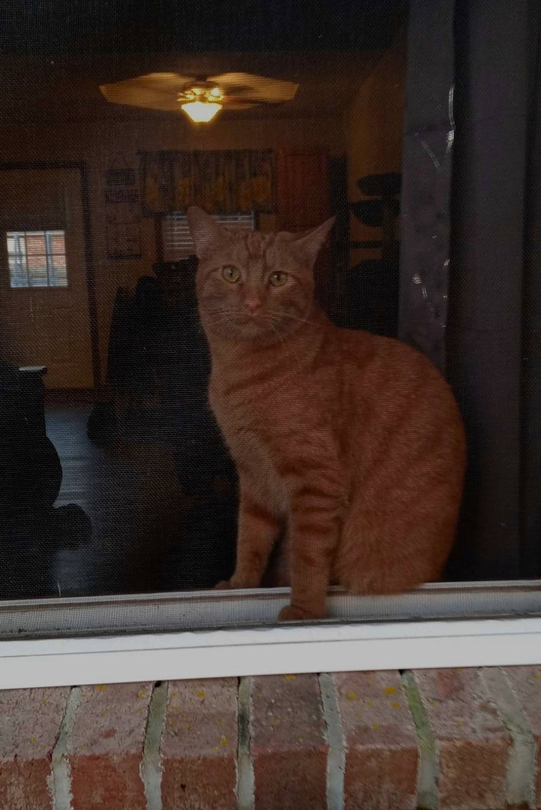 Goose joined the competition — help win amazing prizes! carnivore, cat, domestic_short_haired_cat, fawn, felidae, flooring, fur, glass, rectangle, shadow, sitting, small_to_medium_sized_cats, snout, tail, terrestrial_animal, tints_and_shades, whiskers, window, wood