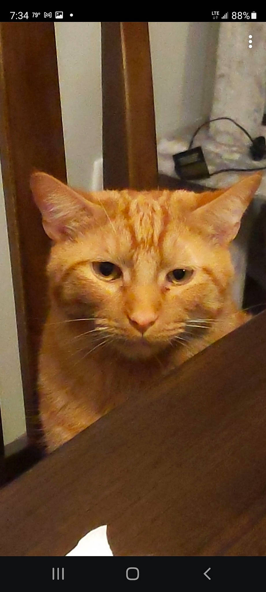 Goose joined the competition — help win amazing prizes! carnivore, cat, comfort, domestic_short_haired_cat, door, fawn, felidae, flooring, fur, hardwood, room, small_to_medium_sized_cats, snout, tail, whiskers, window, wood