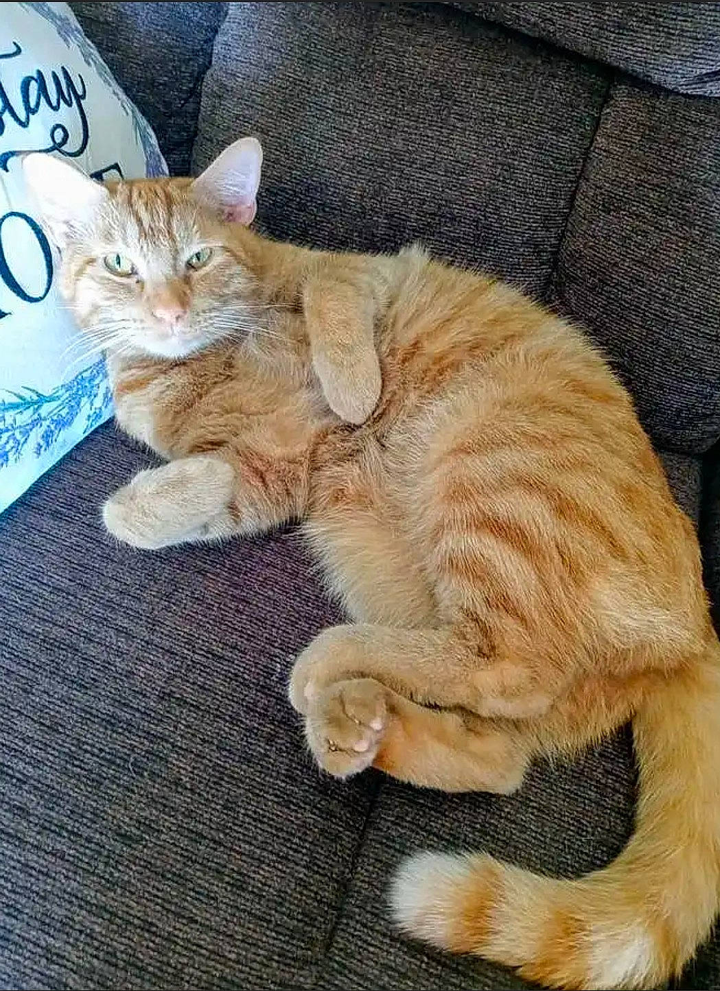 Goose joined the competition — help win amazing prizes! carnivore, cat, claw, comfort, domestic_short_haired_cat, fawn, felidae, foot, fur, nap, paw, photo_caption, sitting, small_to_medium_sized_cats, snout, tail, terrestrial_animal, toe, whiskers, wood