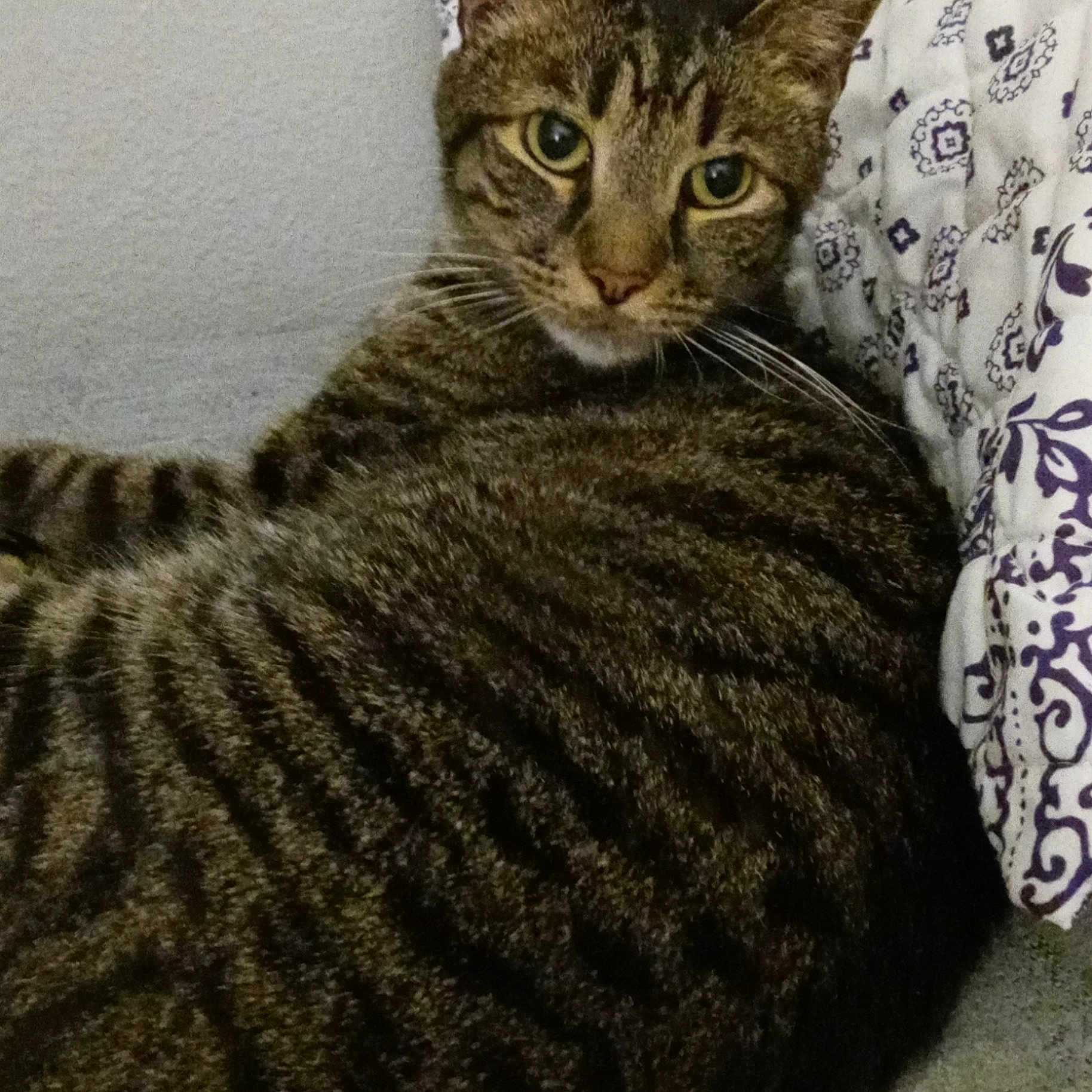 Furball