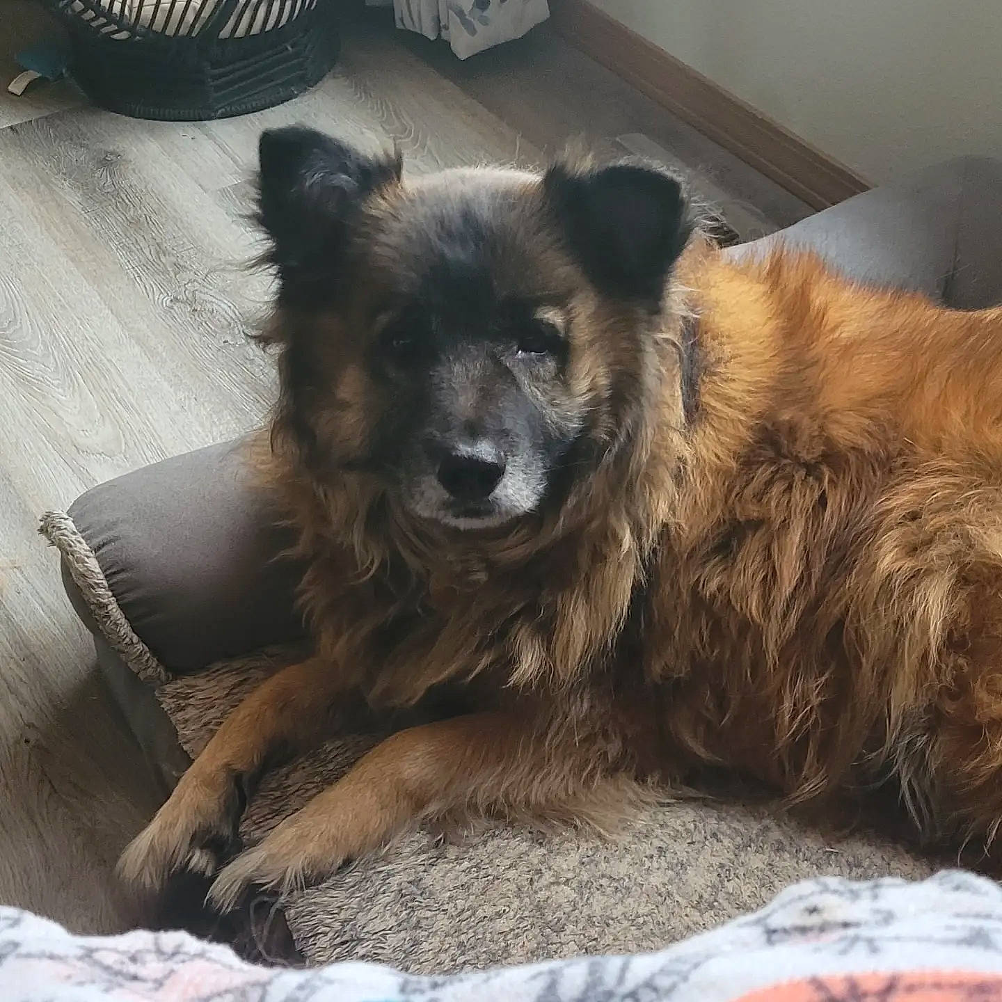 George is registered to the contest to win money with this photo: canidae, carnivore, comfort, companion_dog, dog, dog_breed, fawn, fur, german_spitz, german_spitz_mittel, herding_dog, mechanical_fan, old_german_shepherd_dog, paw, snout, sporting_group, terrestrial_animal, toy_dog, working_animal, working_dog