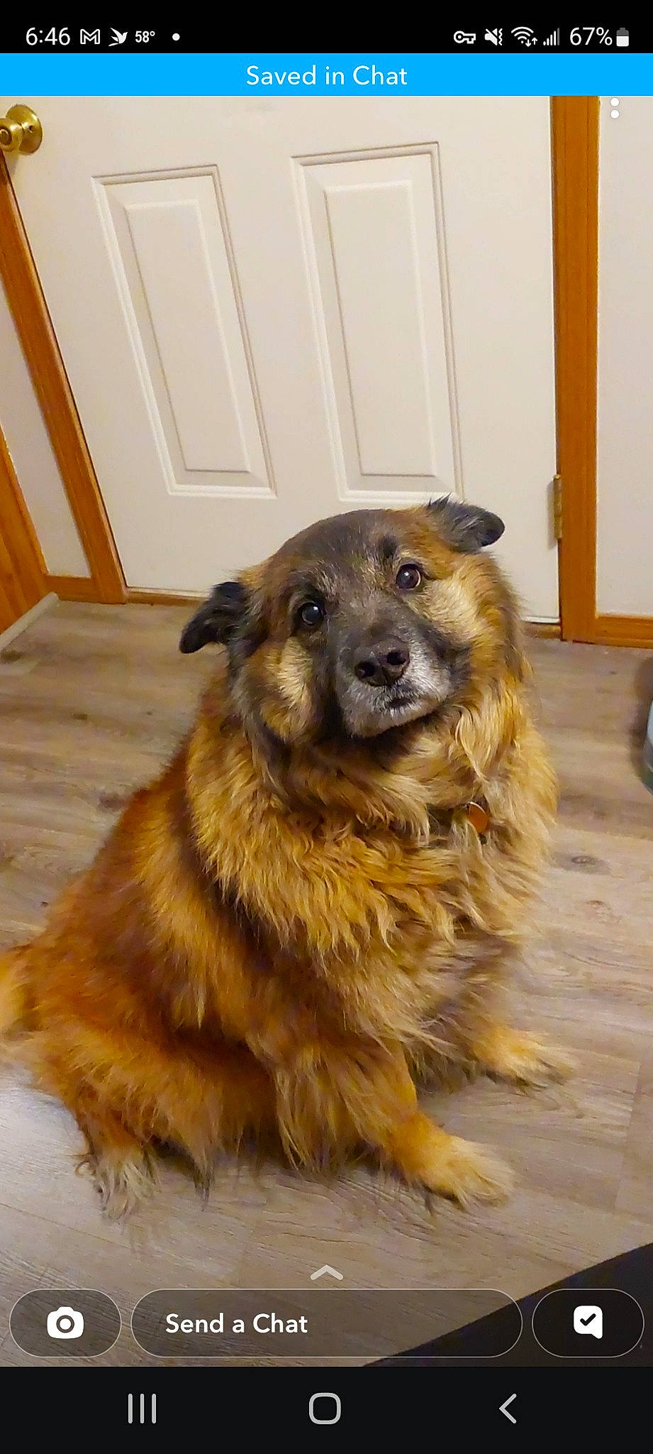 George joined the competition — help win amazing prizes! canidae, carnivore, companion_dog, dog, dog_breed, door, fawn, flooring, fur, hardwood, herding_dog, home_door, sporting_group, terrestrial_animal, tire, varnish, wood, wood_stain, working_animal, working_dog