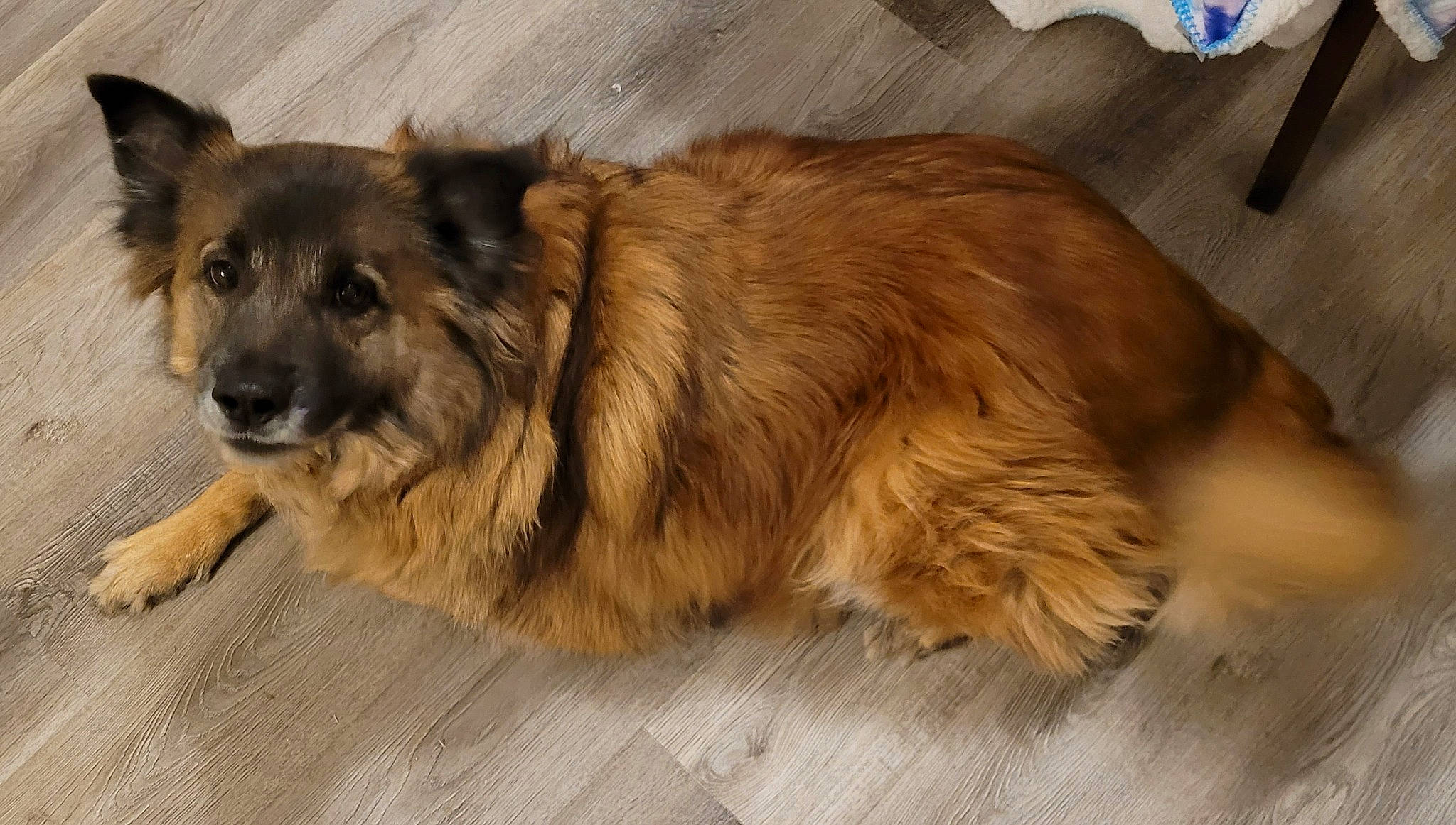 George is registered to the contest to win money with this photo: ancient_dog_breeds, canidae, carnivore, companion_dog, dog, dog_breed, fawn, flooring, fur, liver, paw, small_greek_domestic_dog, sporting_group, terrestrial_animal, whiskers, working_animal, working_dog