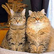 William Et Zaïa participe au concours pour gagner de l'argent avec cette photo : animal, bed, cat, companion, cozy, cute, domestic_cat, ears, feline, fluffy_cat, fur, furry, green_eyes, indoor, pets, portrait, sitting, tabby_cat, two_cats, whiskers