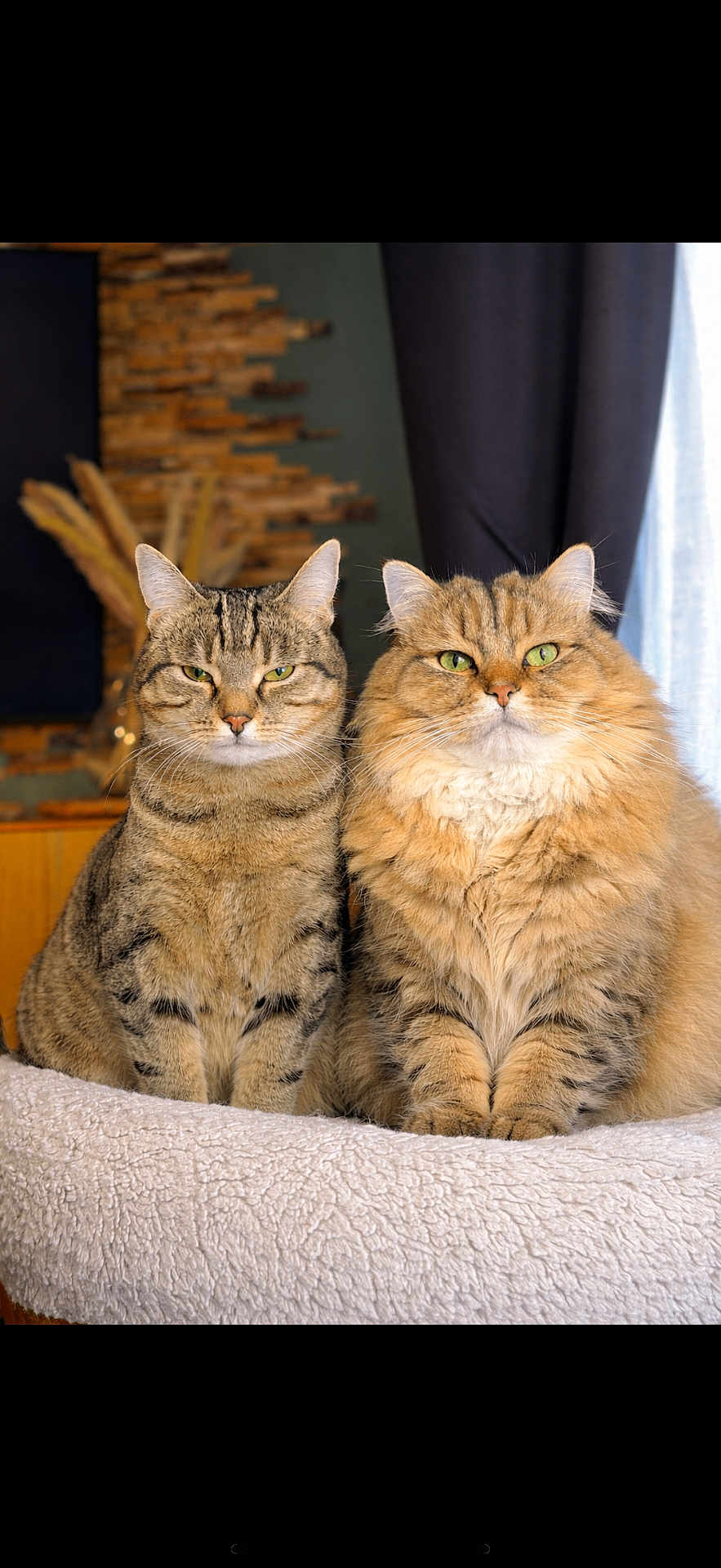 William Et Zaïa participe au concours pour gagner de l'argent avec cette photo : animal, bed, cat, companion, cozy, cute, domestic_cat, ears, feline, fluffy_cat, fur, furry, green_eyes, indoor, pets, portrait, sitting, tabby_cat, two_cats, whiskers