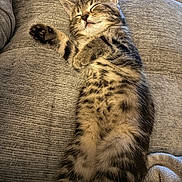 Milo joined the competition — help win amazing prizes! adorable, animal, cat, couch, cozy, cute, feline, fur, indoor, kitten, nap, paws, pet, relaxing, resting, sleeping, soft, tabby, whiskers, young