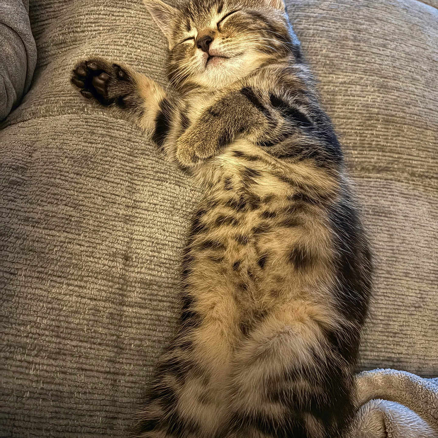 Milo joined the competition — help win amazing prizes! adorable, animal, cat, couch, cozy, cute, feline, fur, indoor, kitten, nap, paws, pet, relaxing, resting, sleeping, soft, tabby, whiskers, young