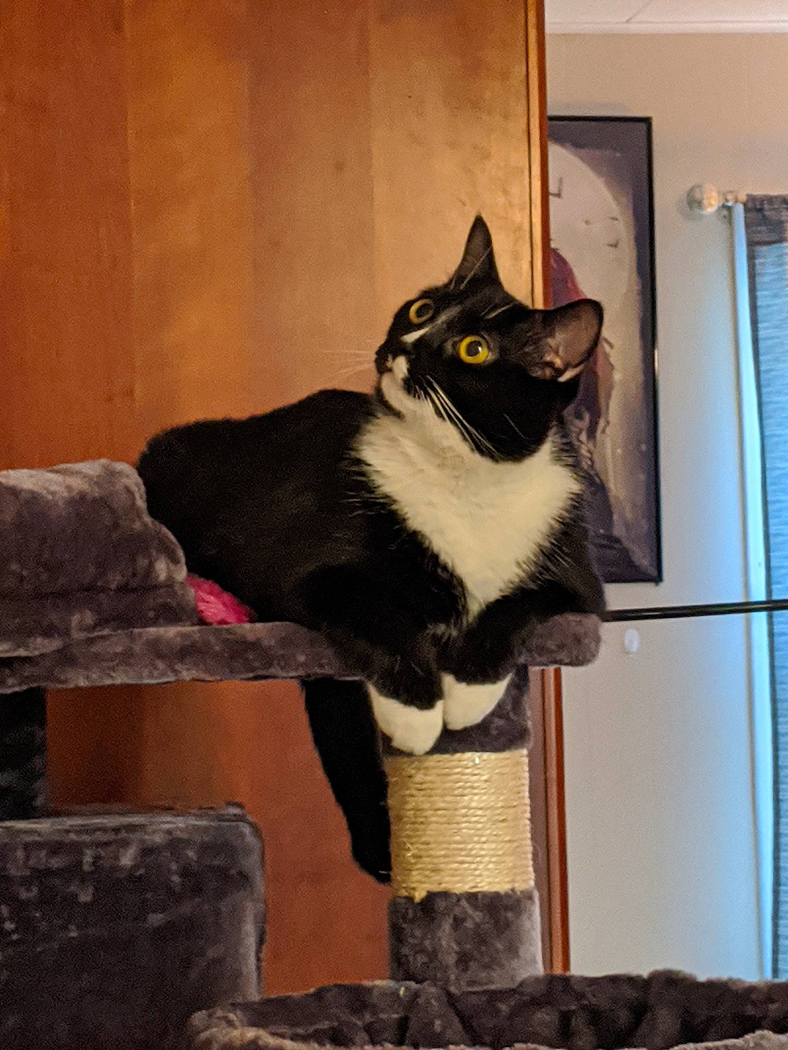 Sonny joined the competition — help win amazing prizes! art, carnivore, cat, cat_supply, domestic_short_haired_cat, door, eye, felidae, formal_wear, fur, moustache, pet_supply, small_to_medium_sized_cats, snout, stairs, tail, tree, whiskers, window, wood