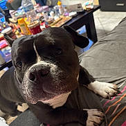 Nuggets a rejoint le concours — aidez-le/la à gagner de superbes lots ! dog, black_dog, white_paws, close_up, indoor, couch, coffee_table, clutter, television, living_room, curious, pet, animal, floor, carpet, furniture, resting, paw, canine, domestic