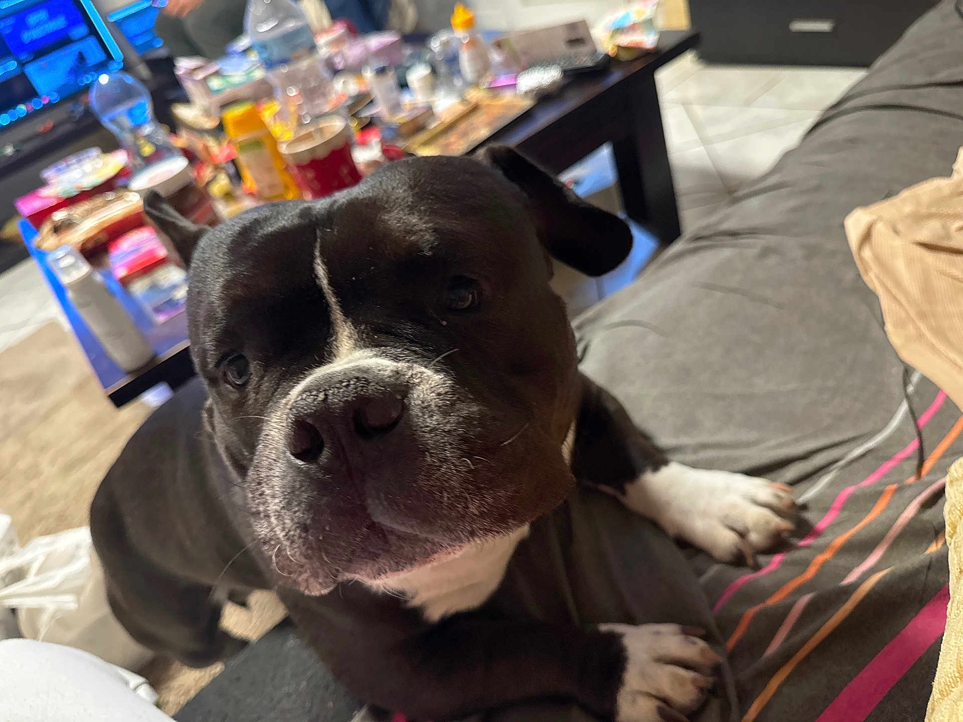 Nuggets a rejoint le concours — aidez-le/la à gagner de superbes lots ! dog, black_dog, white_paws, close_up, indoor, couch, coffee_table, clutter, television, living_room, curious, pet, animal, floor, carpet, furniture, resting, paw, canine, domestic