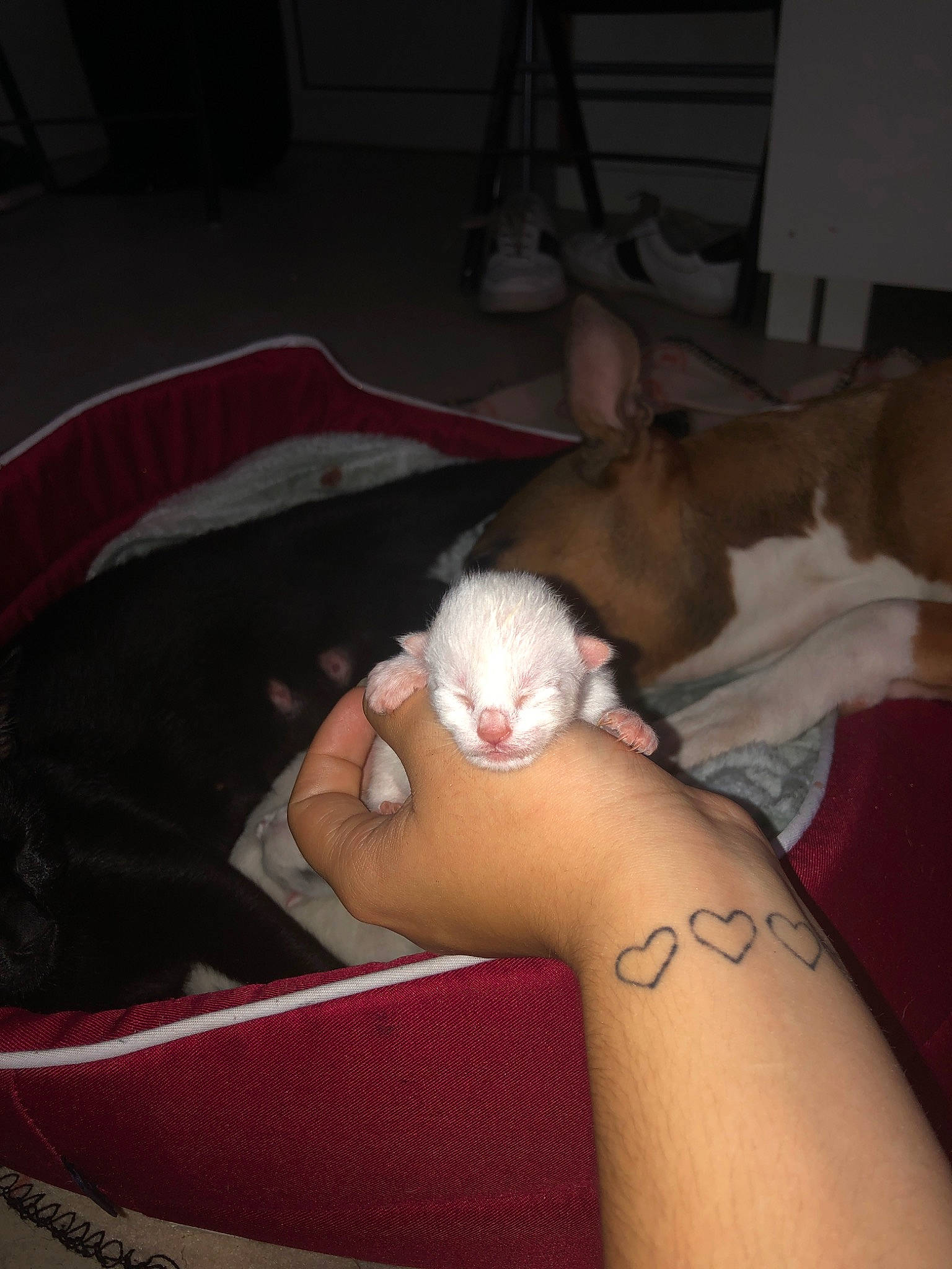 Dolo participe au concours pour gagner de l'argent avec cette photo : arm, canidae, ear, fawn, hand, leg, muscle, non_sporting_group