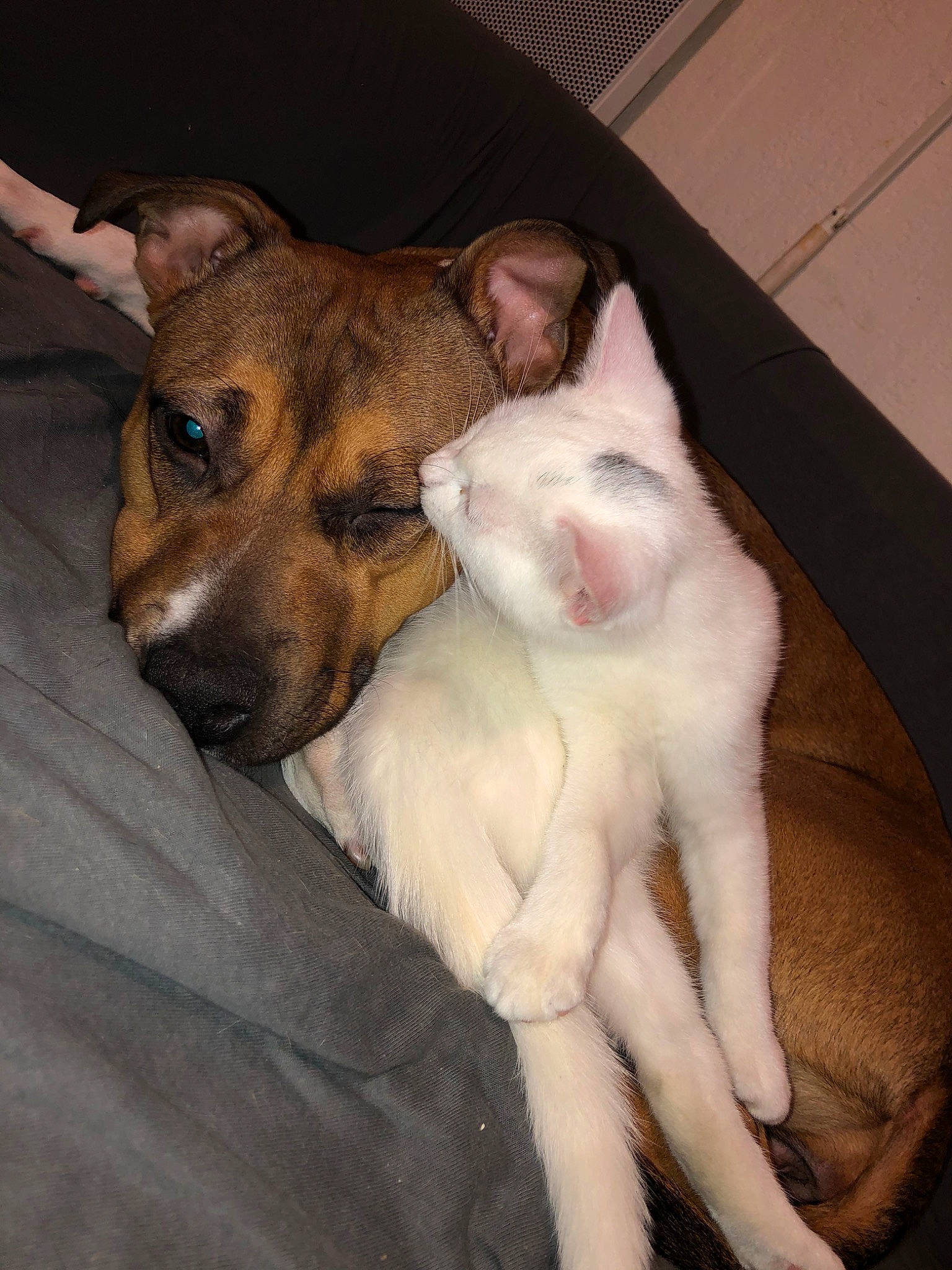 Ryta participe au concours pour gagner de l'argent avec cette photo : canidae, carnivore, dog, dog_breed, fawn, feist, fox_terrier, lurcher, mammal, potcake_dog, tail, whiskers