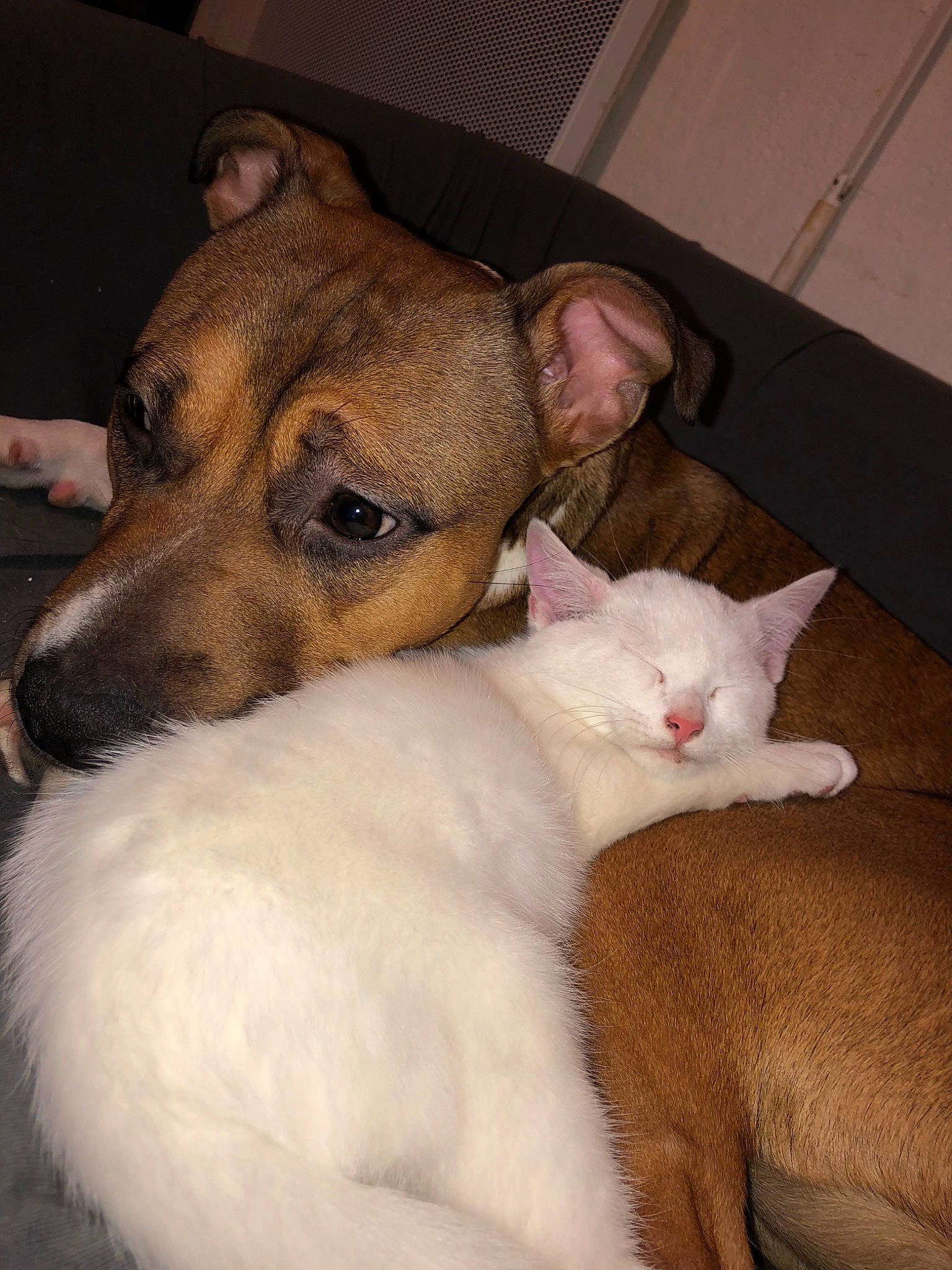 Ryta participe au concours pour gagner de l'argent avec cette photo : canidae, carnivore, cat, dog, dog_breed, ear, fawn, feist, felidae, mammal, nose, paw, puppy, small_to_medium_sized_cats, snout, vertebrate, whiskers