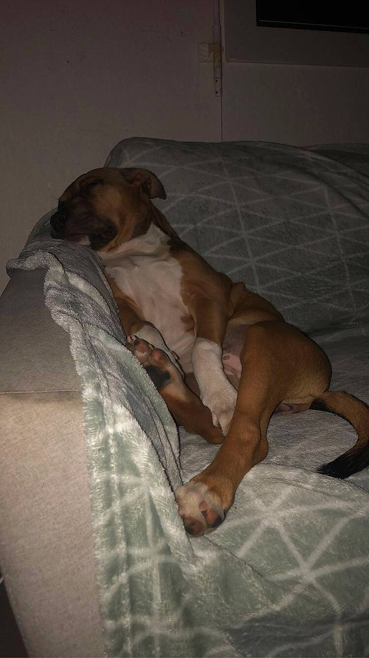 Ryta a rejoint le concours — aidez-le/la à gagner de superbes lots ! canidae, carnivore, dog, dog_breed, fawn, italian_greyhound, rhodesian_ridgeback, snout