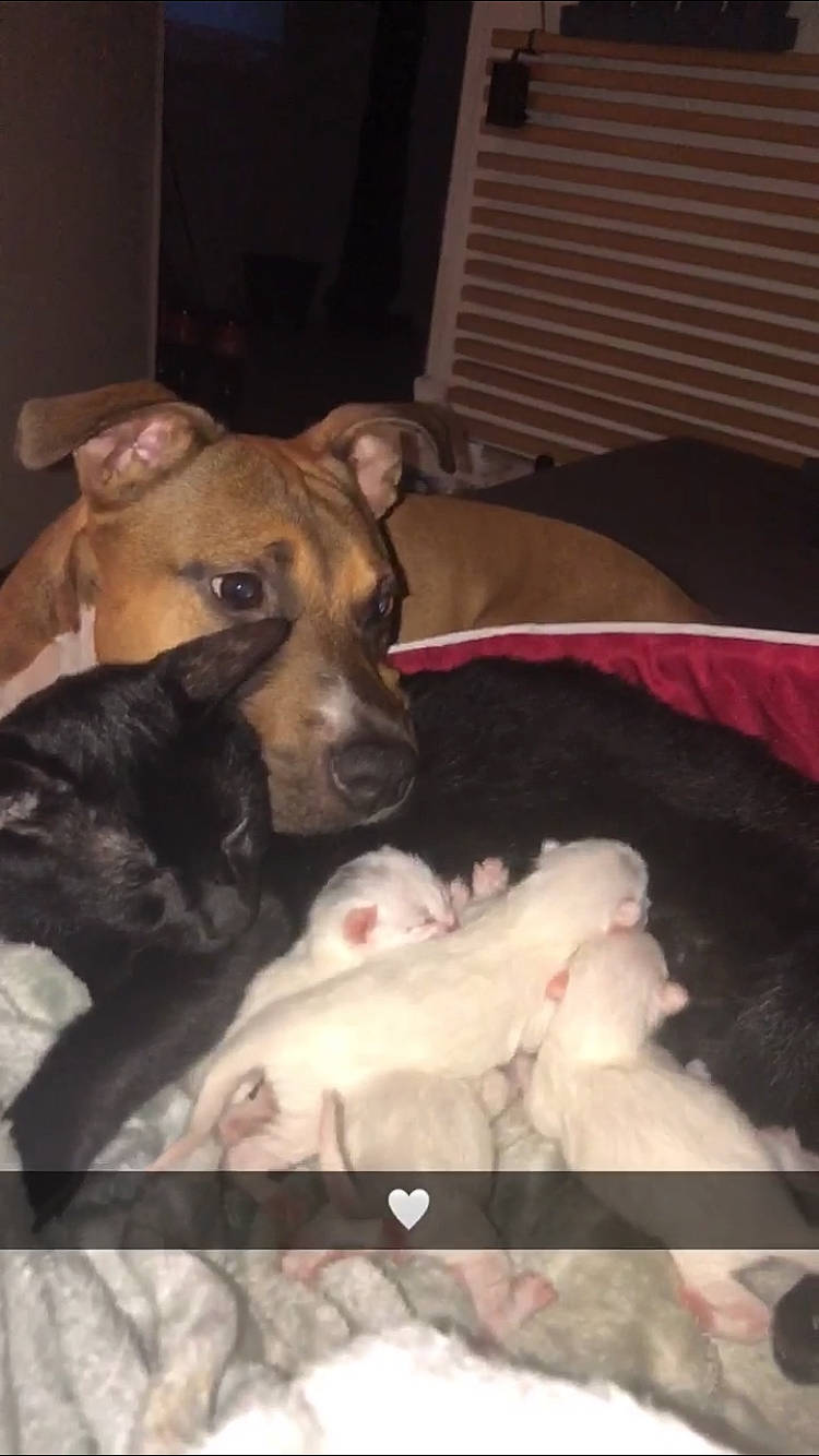 Ryta a rejoint le concours — aidez-le/la à gagner de superbes lots ! american_pit_bull_terrier, american_staffordshire_terrier, canidae, carnivore, dog, dog_breed, ear, fawn, mammal, non_sporting_group, pit_bull, potcake_dog, puppy, rhodesian_ridgeback, snout