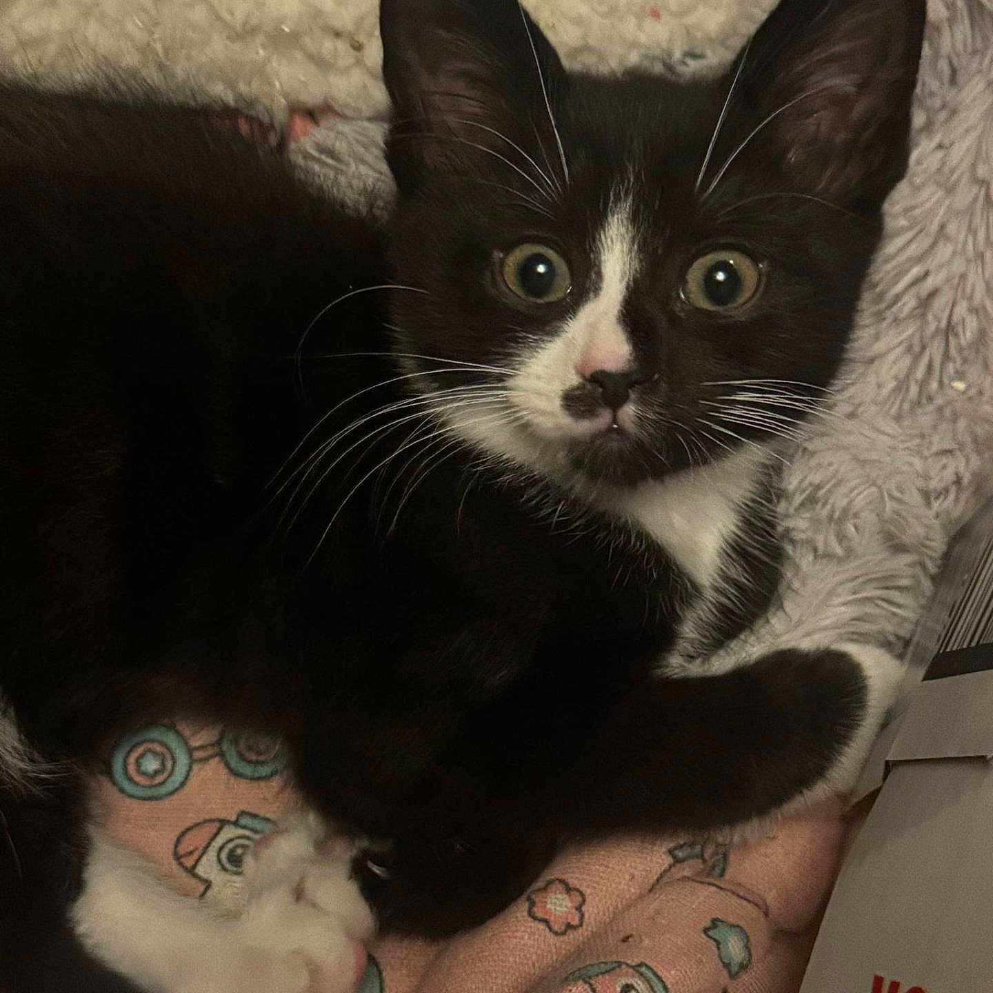 Socks joined the competition — help win amazing prizes! animal, black_and_white, blanket, cat, closeup, cozy, curious, cute, domestic, feline, indoor, kitten, patterned, paws, pet, resting, soft_texture, whiskers, wide_eyes, young