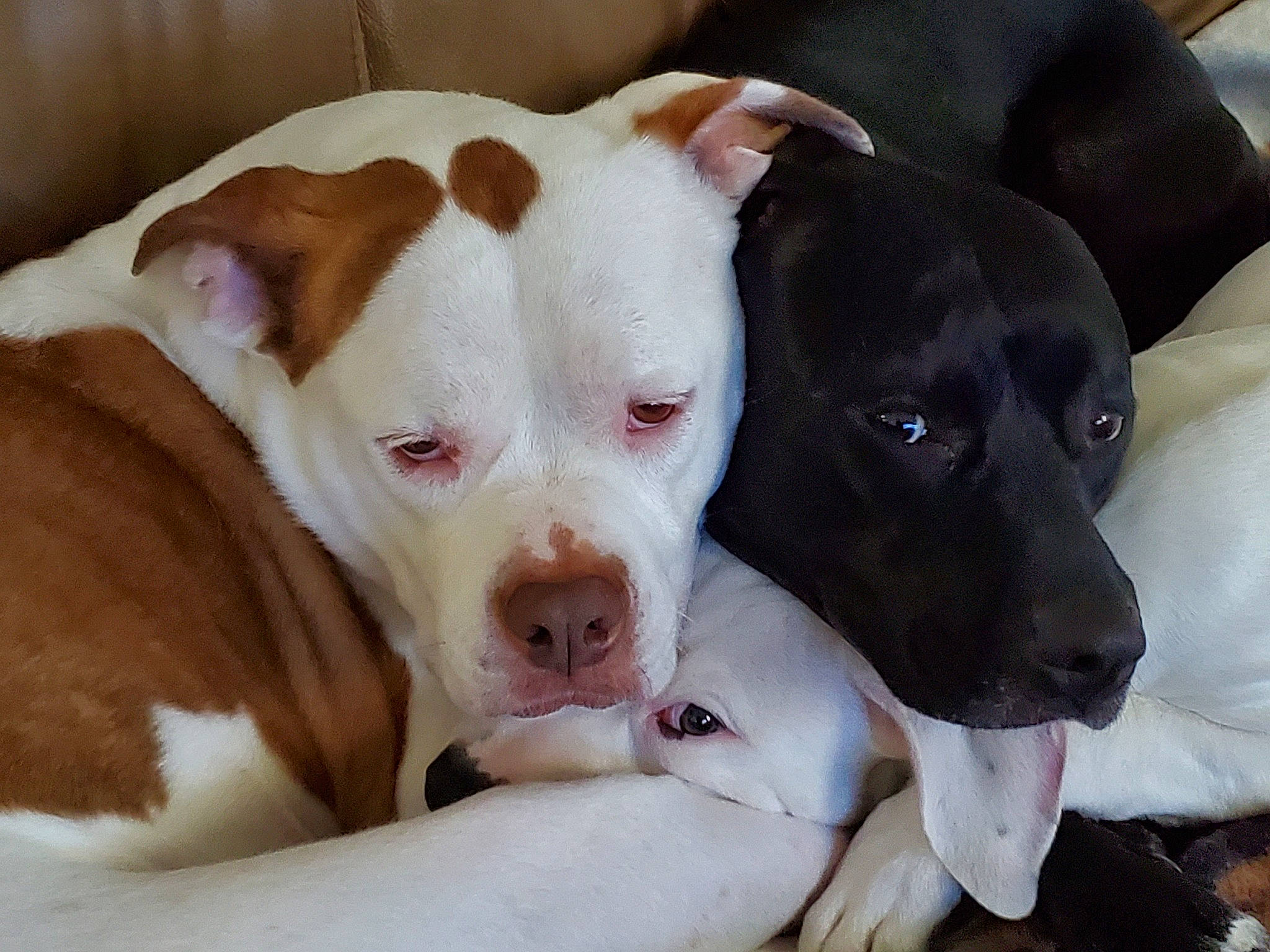 Cami joined the competition — help win amazing prizes! brown, canidae, carnivore, companion_dog, dog, dog_breed, fawn, jaw, liver, non_sporting_group, organ, skin, snout, terrestrial_animal, terrier, vertebrate, whiskers, white, working_animal, working_dog