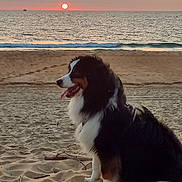 Yuki a rejoint le concours — aidez-le/la à gagner de superbes lots ! dog, bernese_mountain_dog, beach, sand, sunset, ocean, waves, sky, clouds, water, animal, pet, outdoor, nature, sun, horizon, calm, serene, canine, fur