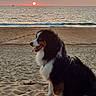dog, bernese_mountain_dog, beach, sand, sunset, ocean, waves, sky, clouds, water, animal, pet, outdoor, nature, sun, horizon, calm, serene, canine, fur