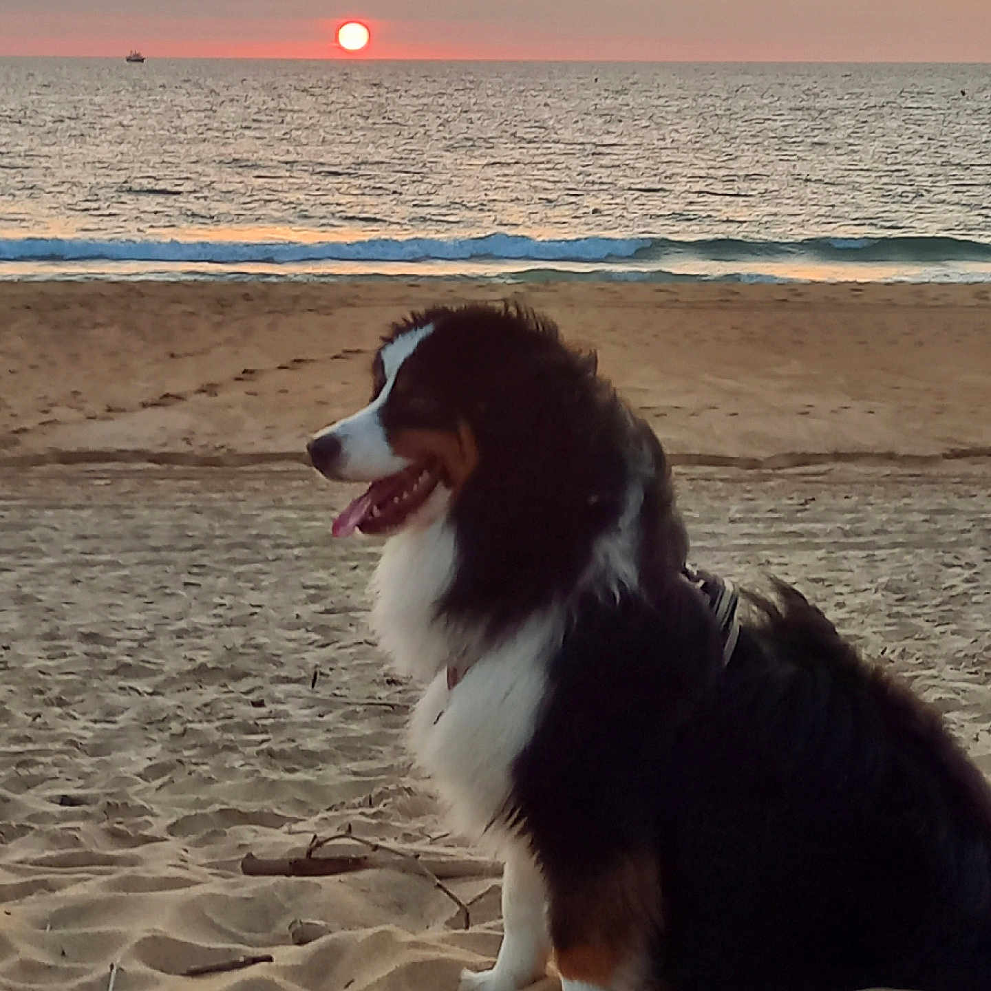 Yuki a rejoint le concours — aidez-le/la à gagner de superbes lots ! dog, bernese_mountain_dog, beach, sand, sunset, ocean, waves, sky, clouds, water, animal, pet, outdoor, nature, sun, horizon, calm, serene, canine, fur