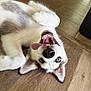 animal, blue_eyes, canine, cute, dog, domestic, funny, fur, happy, household, husky, indoor, lying_down, mammal, pet, playful, puppy, tongue_out, wooden_floor, young