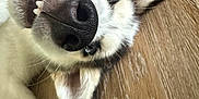 Kalani is registered to the contest to win money with this photo: animal, blue_eyes, canine, close_up, cute, dog, domestic_animal, ear, funny_expression, fur, husky, indoor, lying_down, nose, pet, playful, teeth, tongue_out, whiskers, wooden_floor