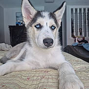 Kalani joined the competition — help win amazing prizes! animal, bedspread, blue_eyes, canine, close_up, cute, dog, domestic_animal, ears, fur, husky, indoor, lying_down, nose, paw, pet, portrait, puppy, resting, young