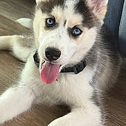 Kalani is registered to the contest to win money with this photo: animal, blue_eyes, collar, cozy, cute, dog, ears, floor, fur, home, indoor, looking, lying_down, pet, playful, puppy, rope_toy, siberian_husky, tongue_out, toy