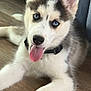 animal, blue_eyes, collar, cozy, cute, dog, ears, floor, fur, home, indoor, looking, lying_down, pet, playful, puppy, rope_toy, siberian_husky, tongue_out, toy
