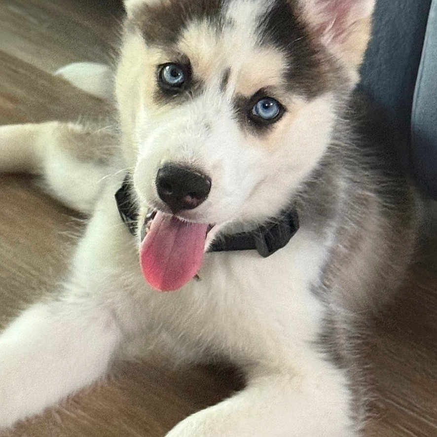 Kalani